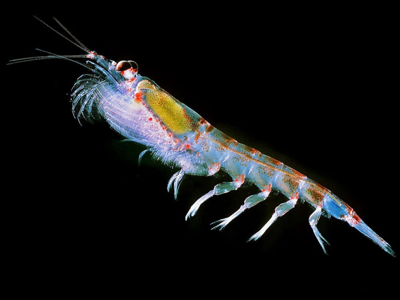 Antarctic Krill Closeup Wallpaper