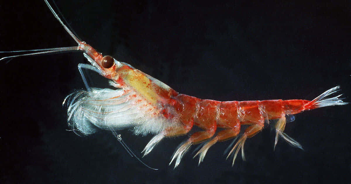 Antarctic Krill Euphausia Superba Wallpaper