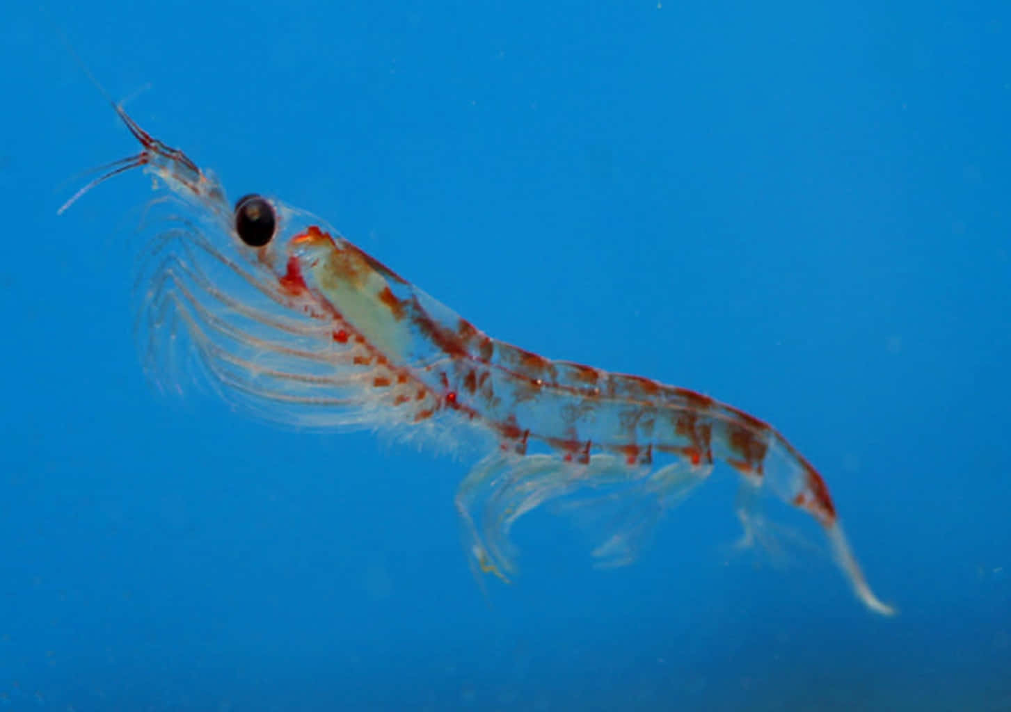 Antarctic Krill Swimming Blue Water Wallpaper