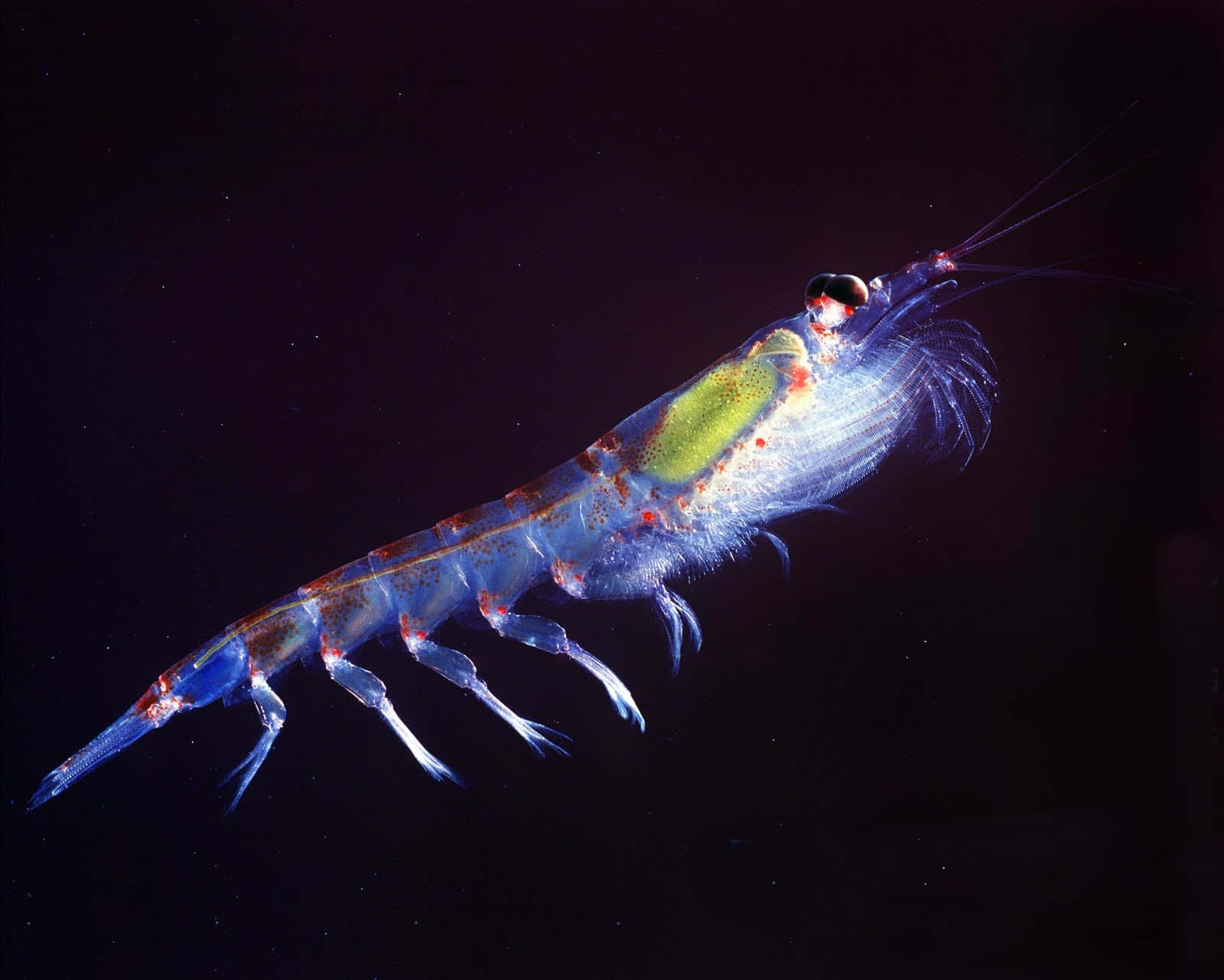 Antarctic Krill Swimming Wallpaper