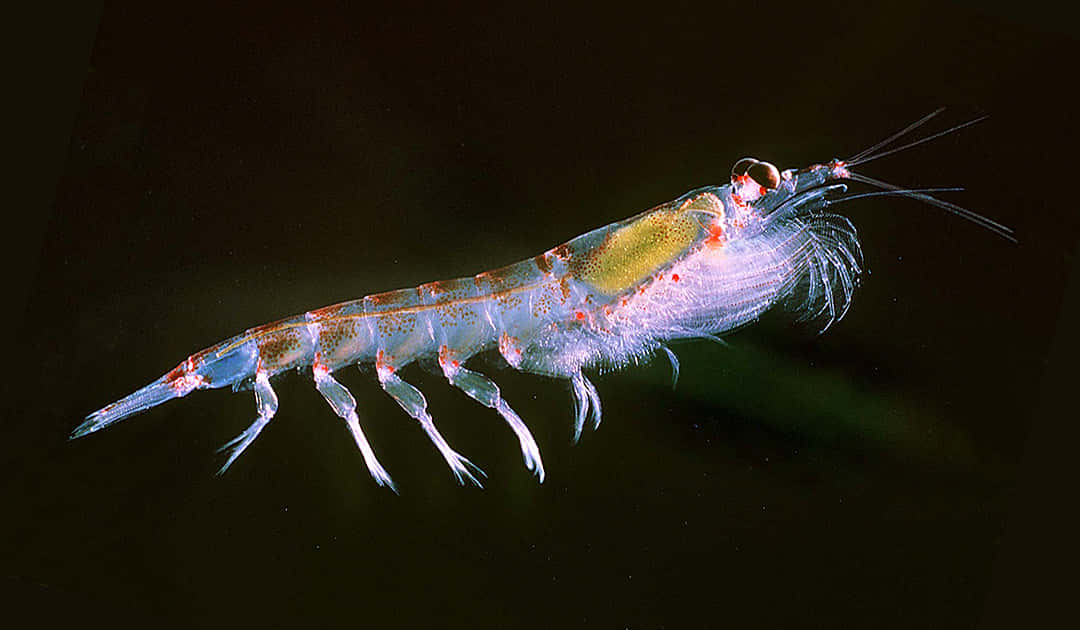 Antarctic Krill Swimming Wallpaper