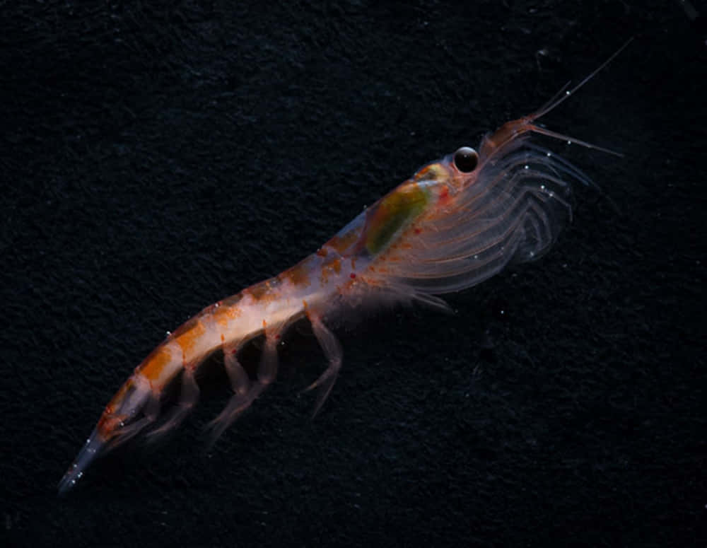 Antarctic Krill Swimming Wallpaper