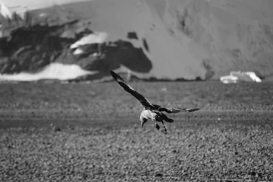 Antarctic Skua In Flight Wallpaper