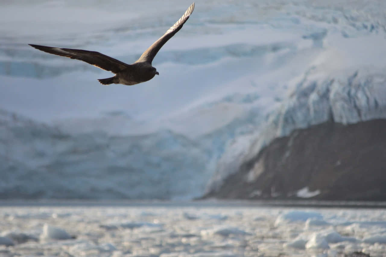 Antarctic_ Skua_ In_ Flight.jpg Wallpaper