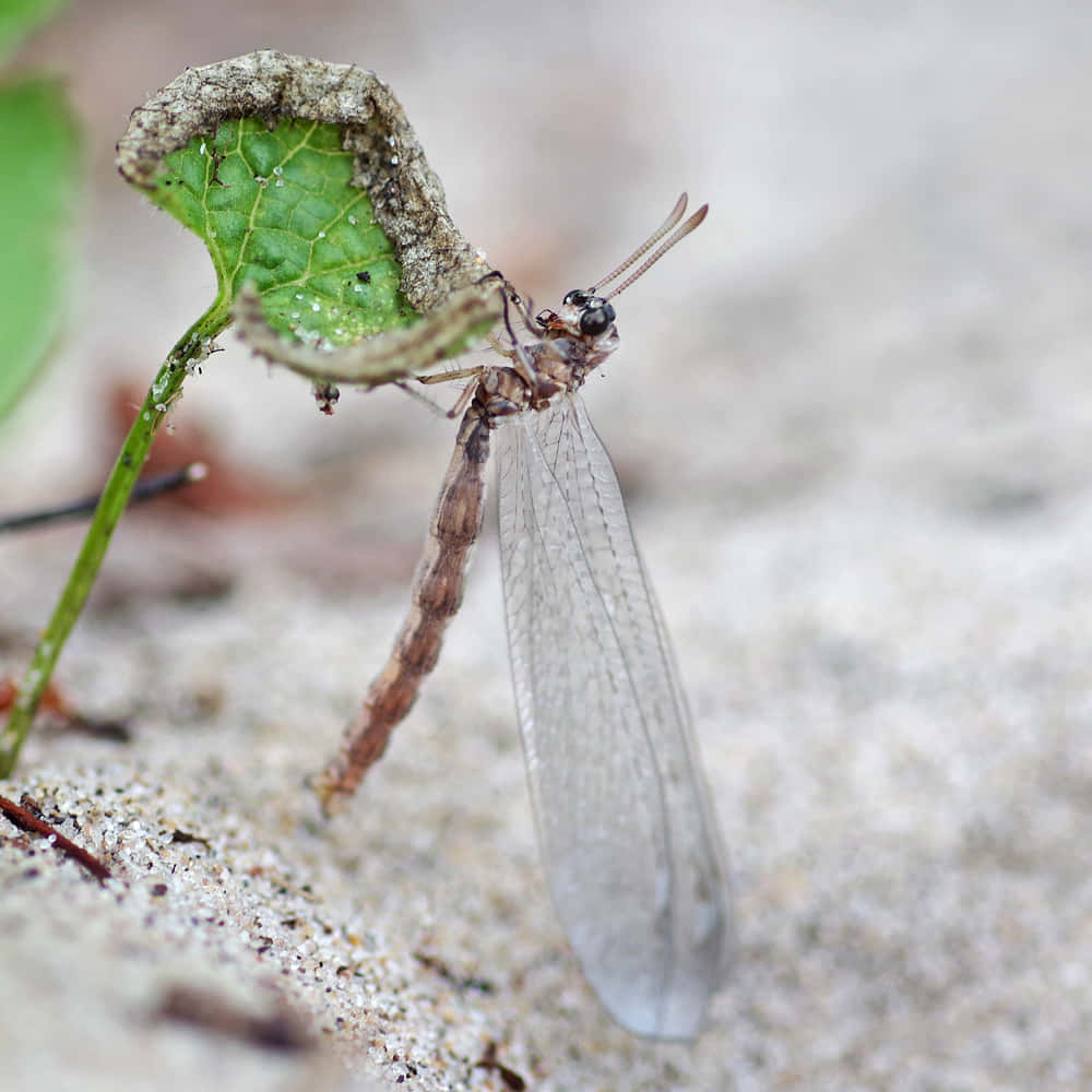 Antlion Adult Emerging Wallpaper