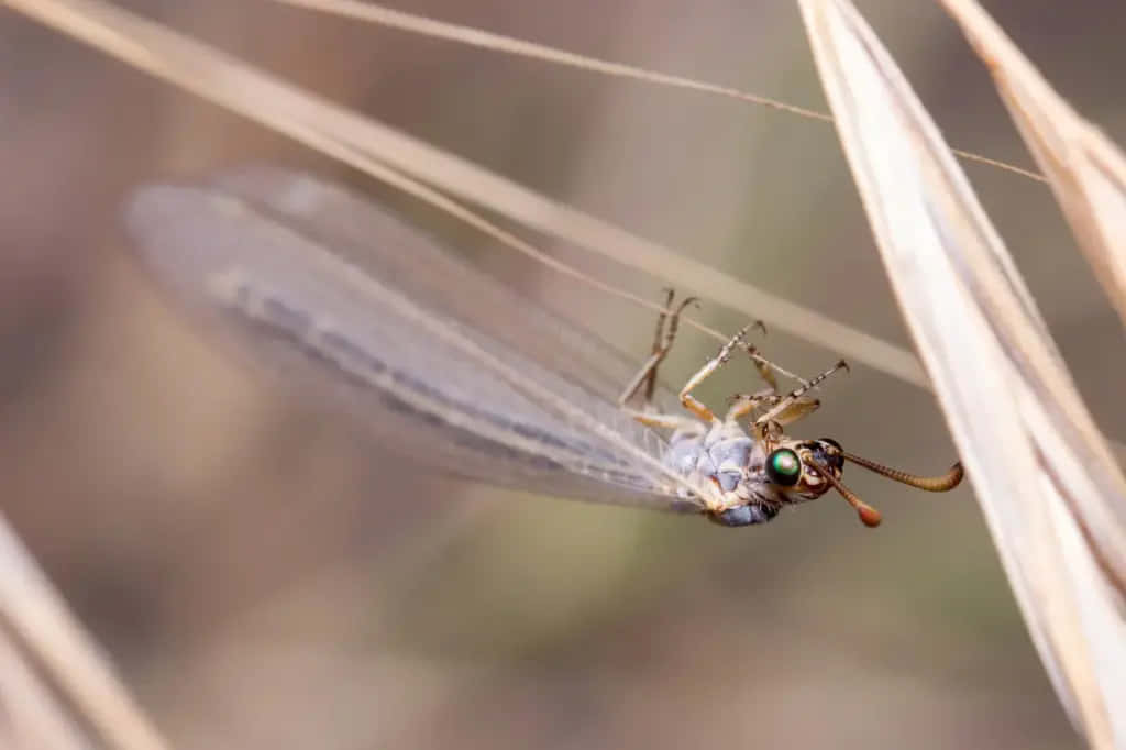 Antlion Adult Insect Nature Wallpaper