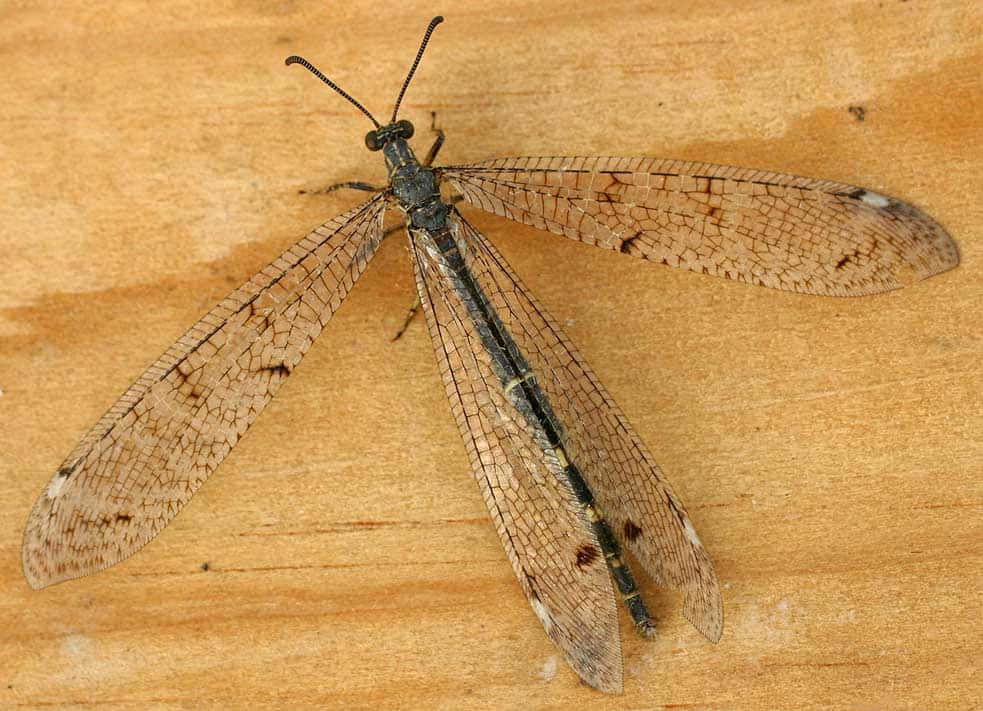 Antlion Adult Spread Wings Wallpaper