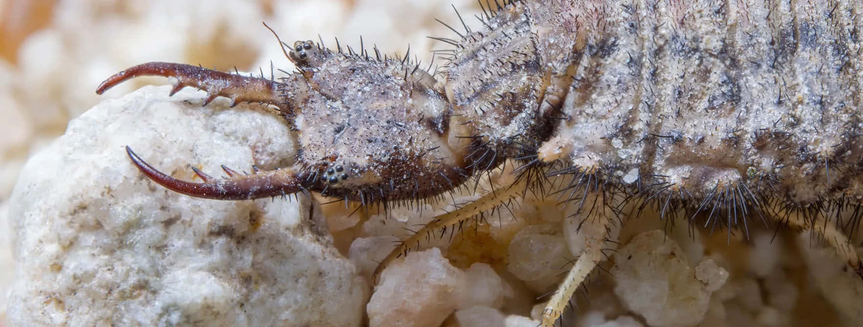 Antlion Close Up Macro Photography Wallpaper