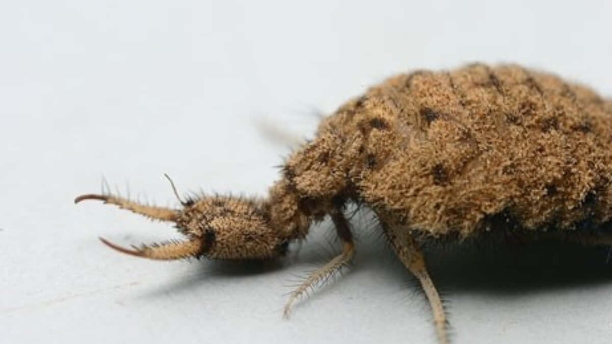 Antlion Insect Close Up Wallpaper