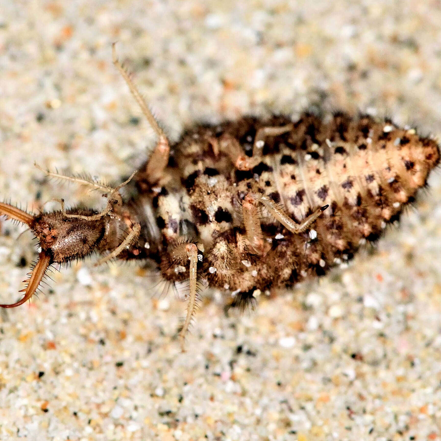 Antlion Insect Closeup Wallpaper