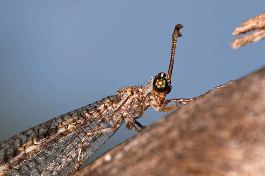 Antlion Insect Closeup Wallpaper