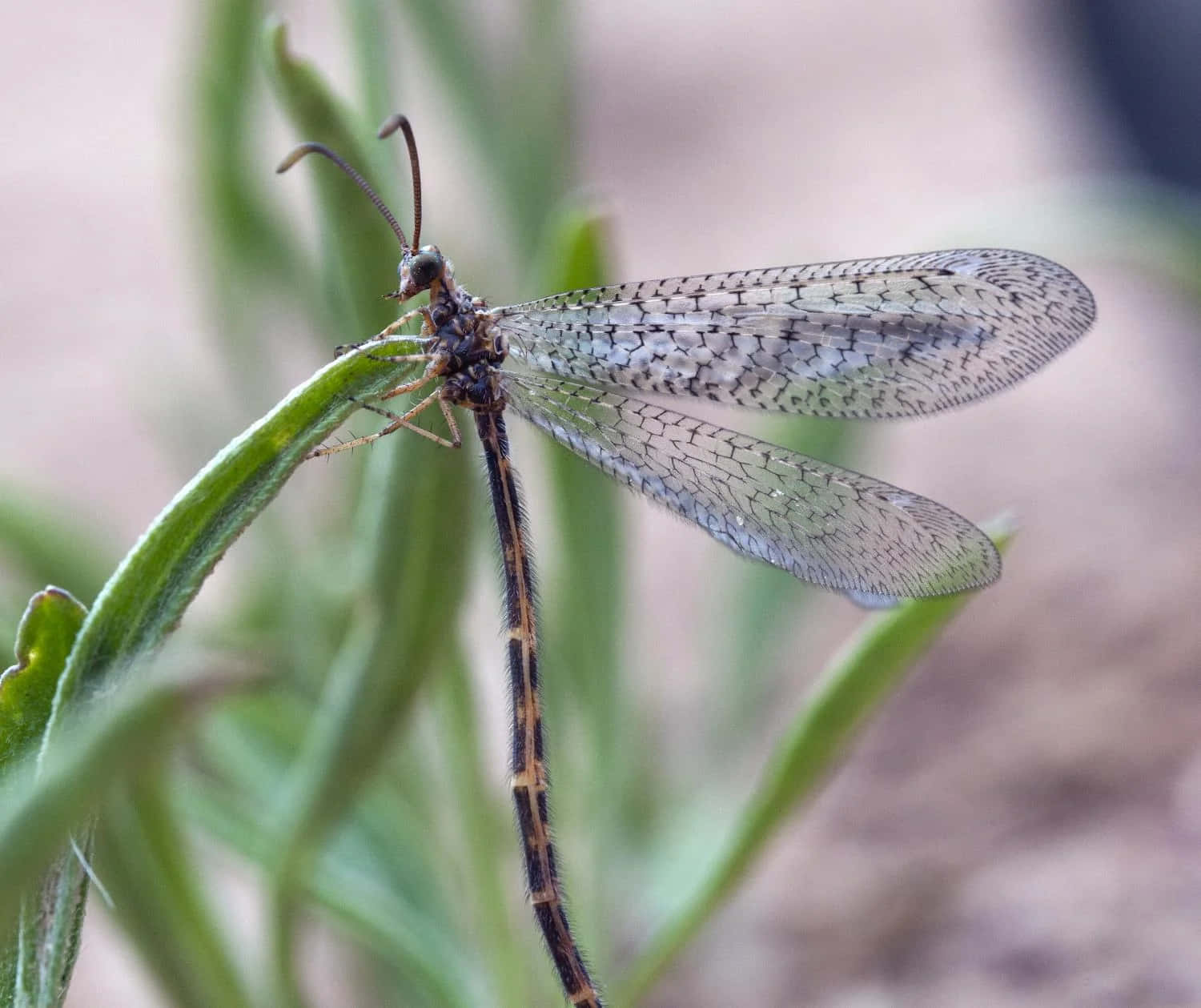 Antlion Insect On Green Leaf Wallpaper