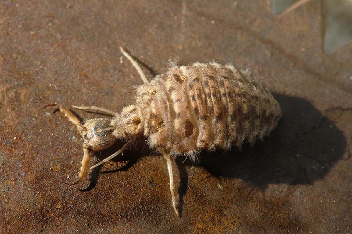 Antlion Insect On Sand Wallpaper