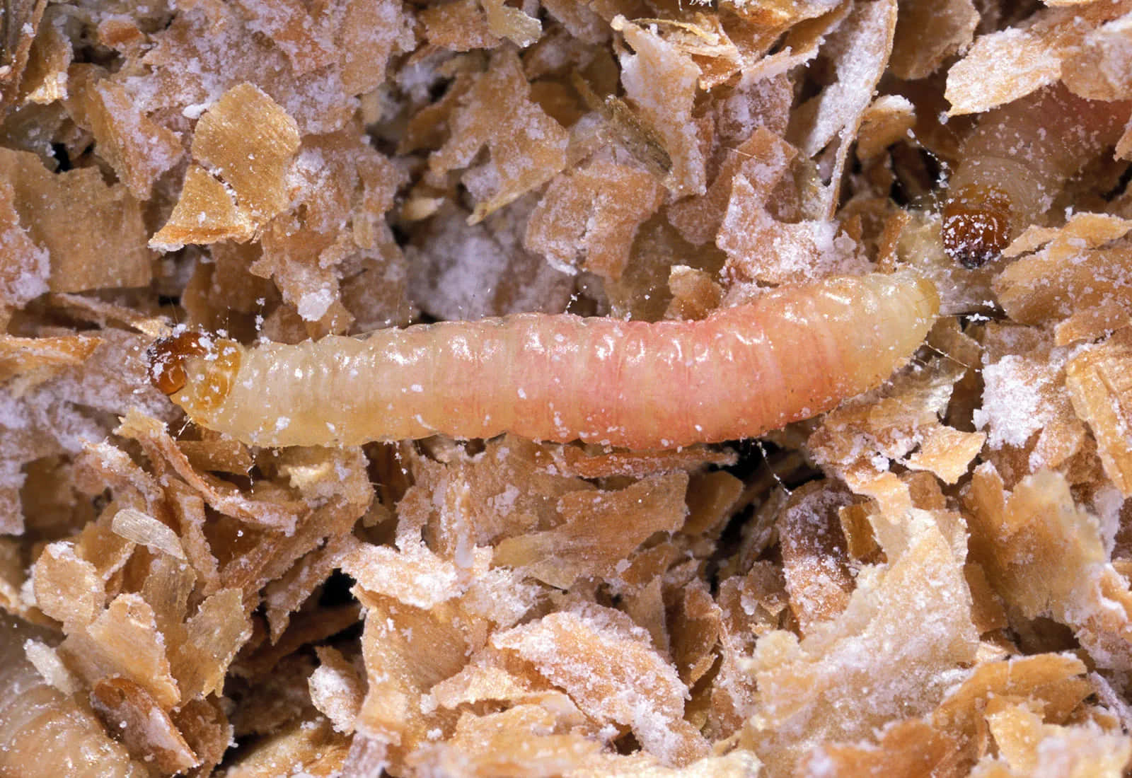 Antlion Larva Camouflaged Wallpaper