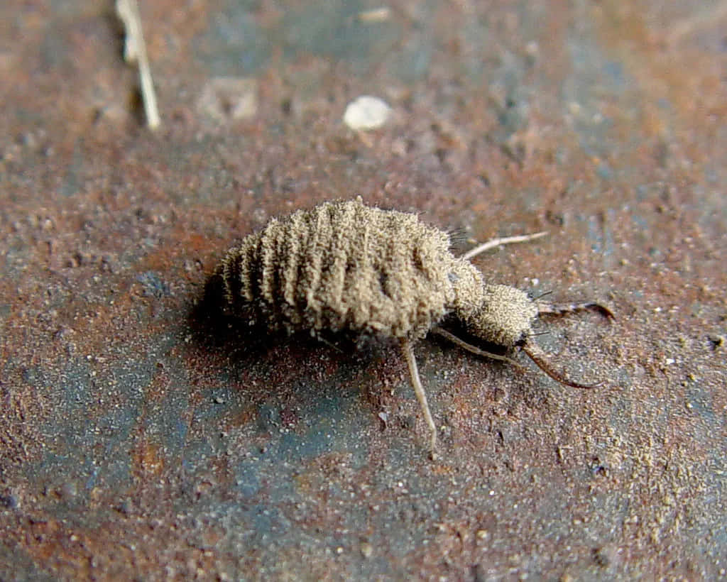 Antlion Larva Closeup Wallpaper