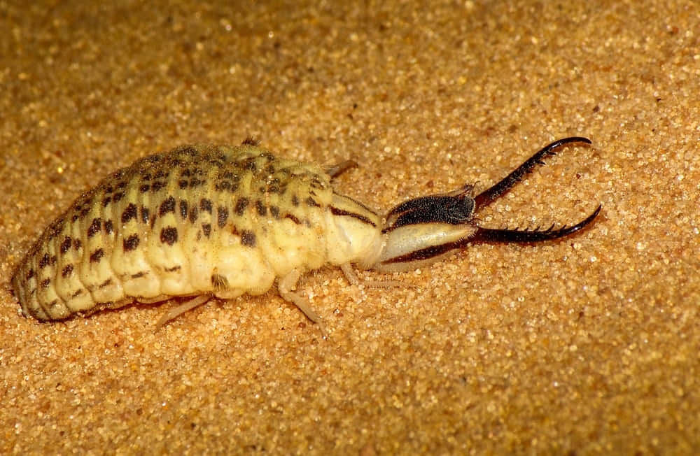 Antlion Larva Closeup Sandy Background Wallpaper