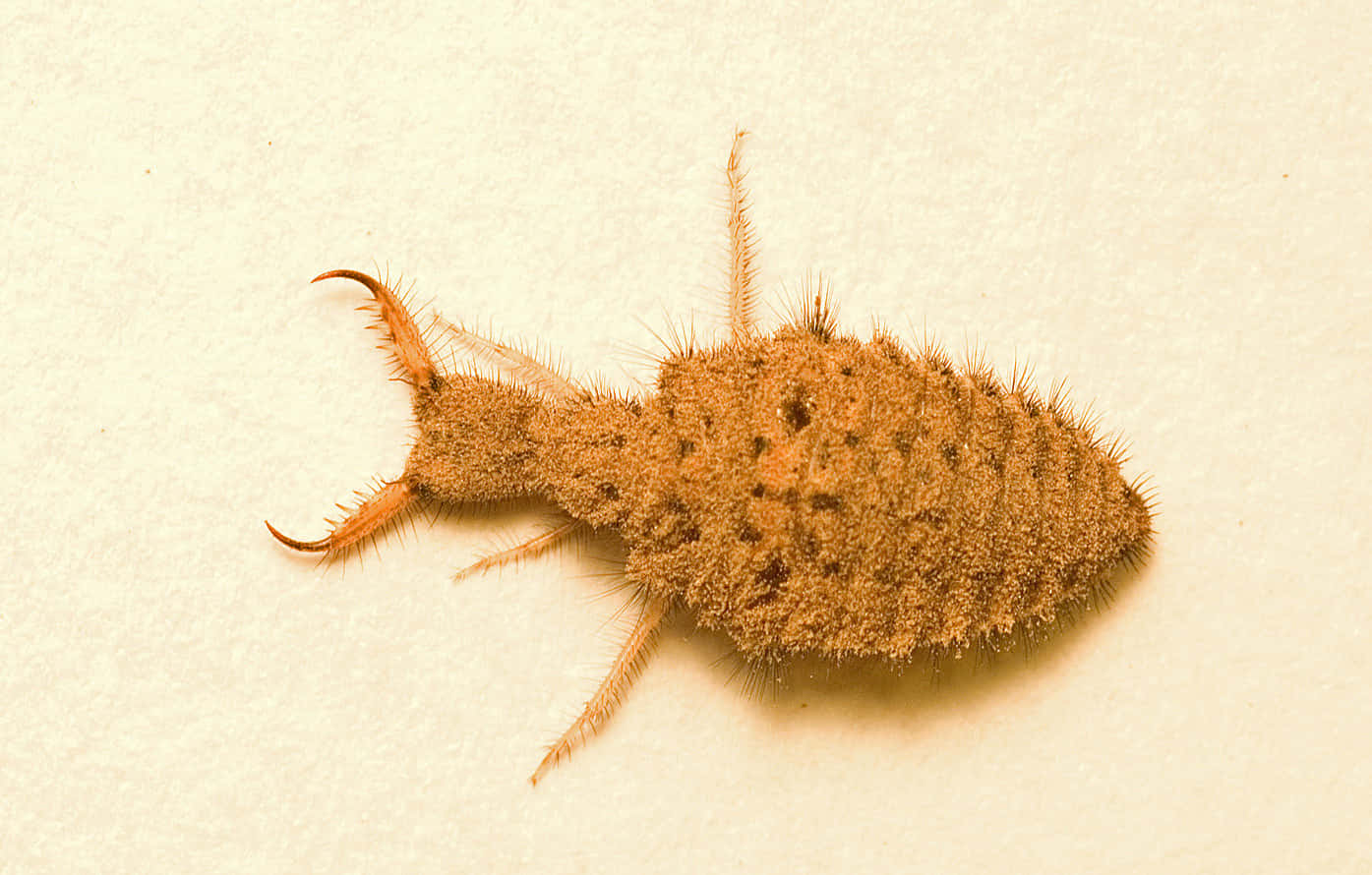 Antlion Larva Closeup Wallpaper