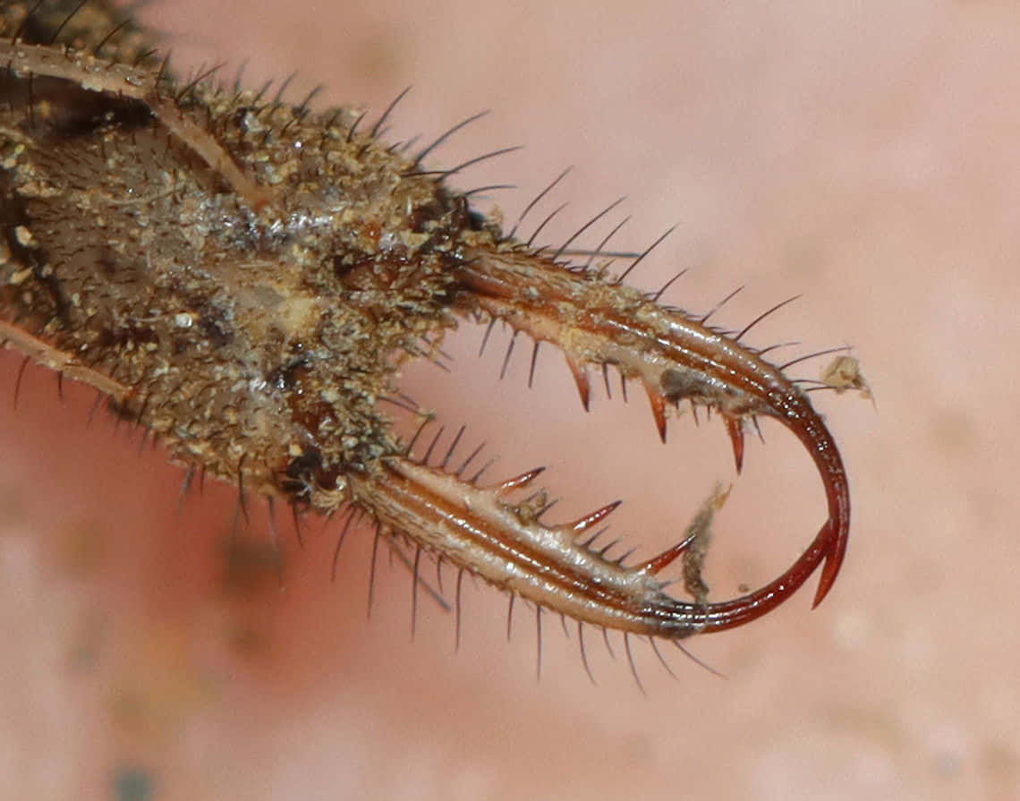 Antlion Mandibles Close Up Wallpaper