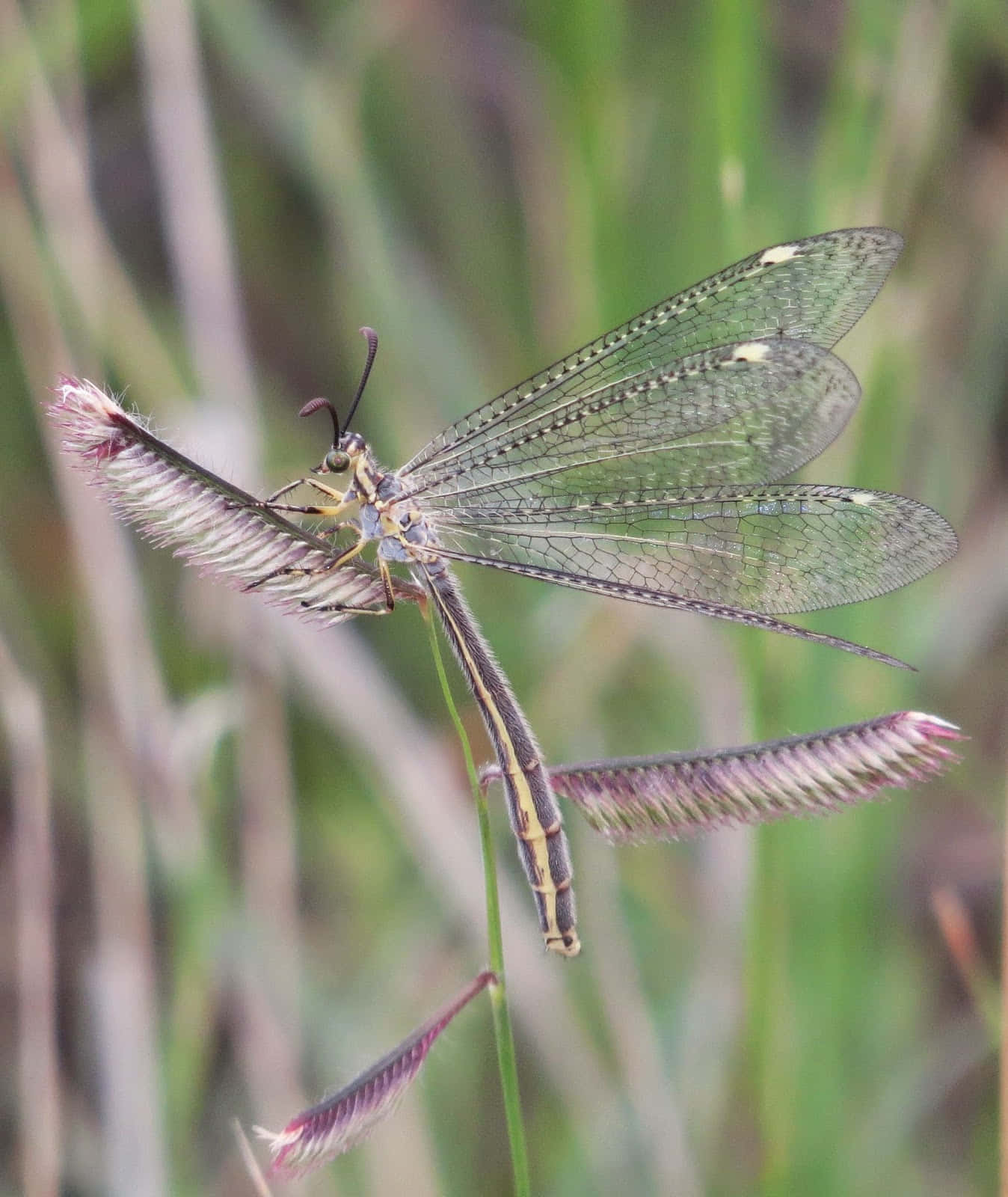 Antlion Perchedon Grass Wallpaper