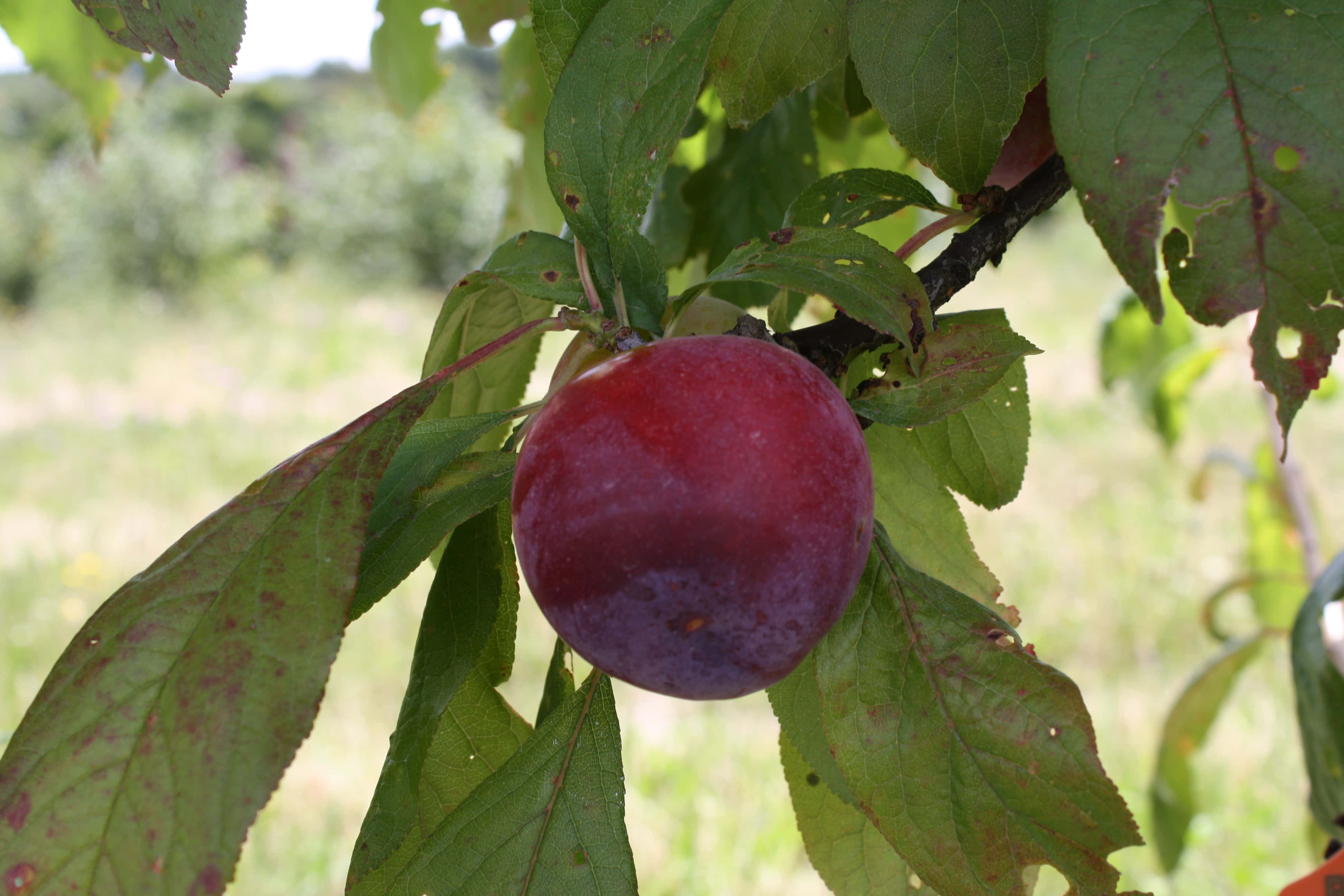 Appetizing And Sweet Purple Plums Wallpaper