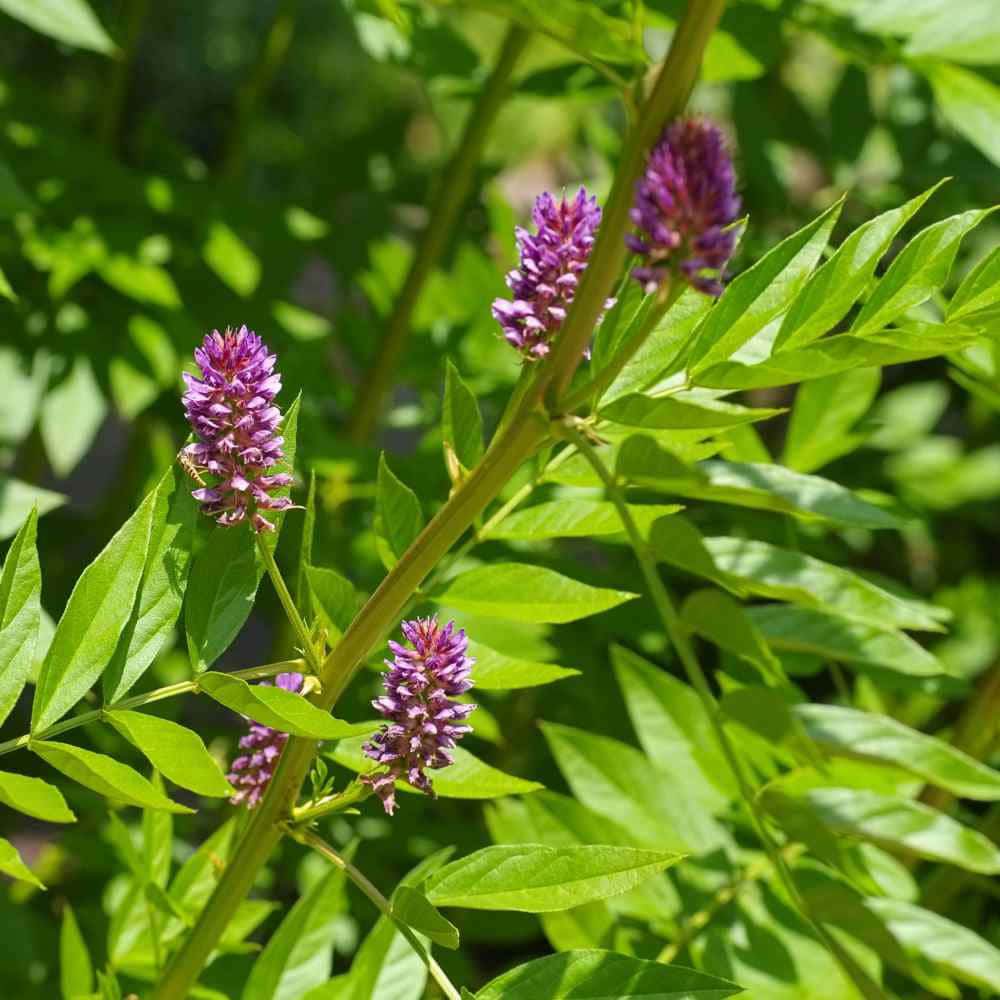 Appetizing Handful Of Purple Licorice Wallpaper