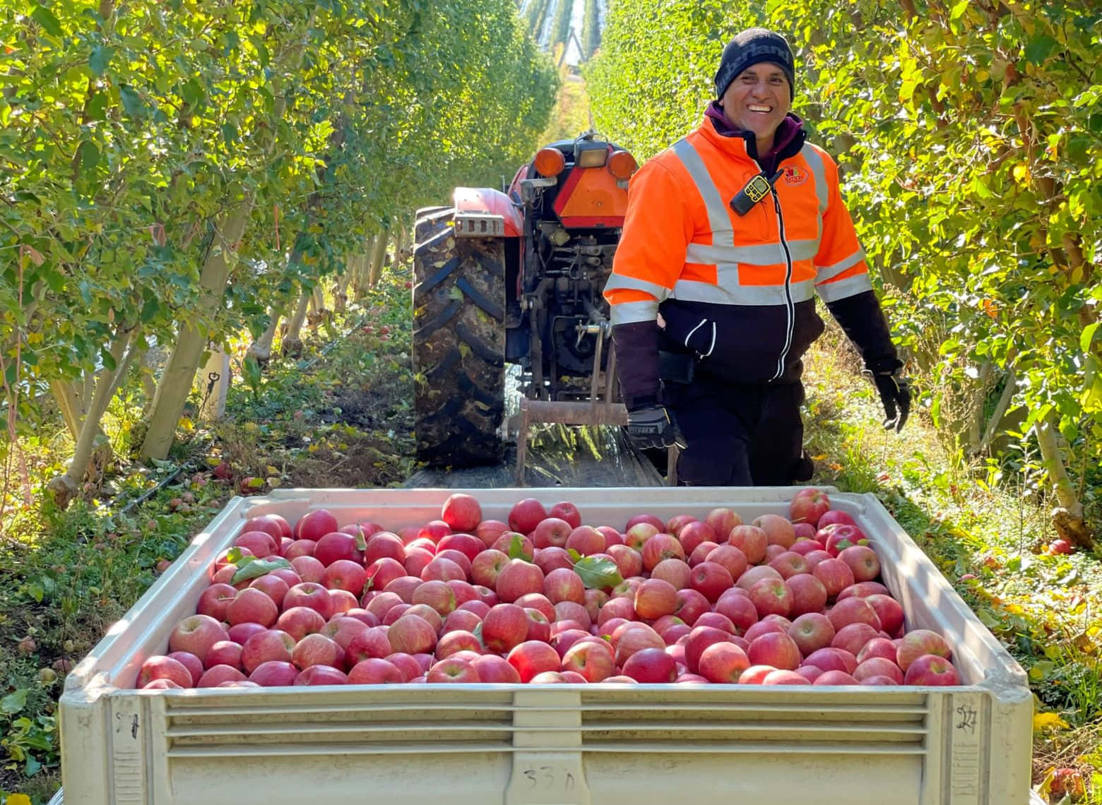 Apple Harvest Smile Wallpaper