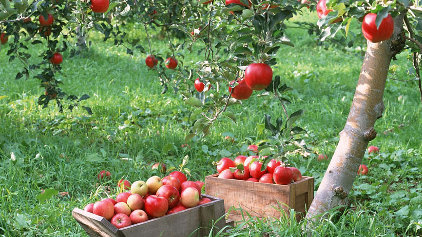 Apple Picking 1600 X 900 Wallpaper Wallpaper