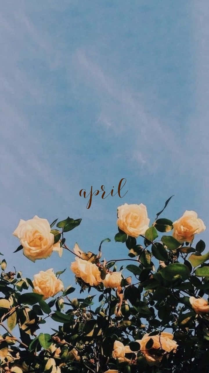 April Roses Against Blue Sky Wallpaper