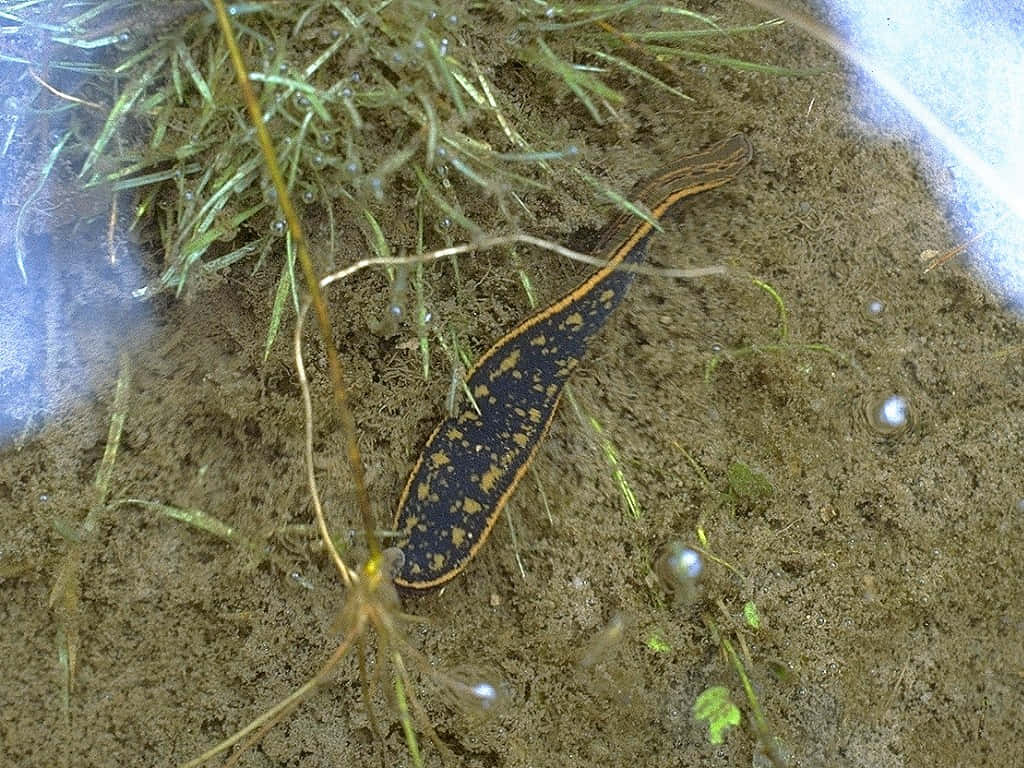 Aquatic Leech In Natural Habitat.jpg Wallpaper