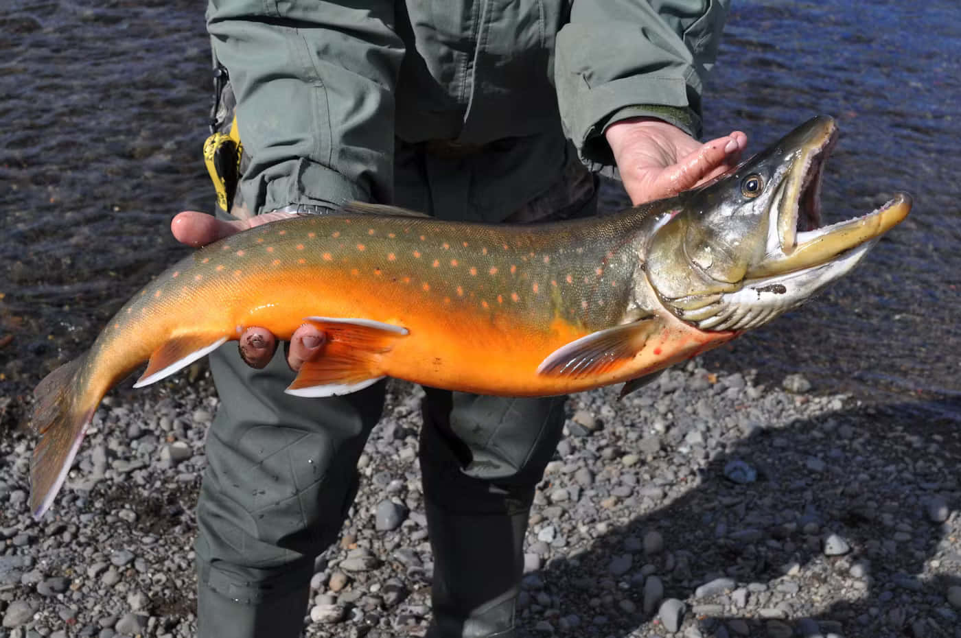 Arctic Char Catchand Release Wallpaper