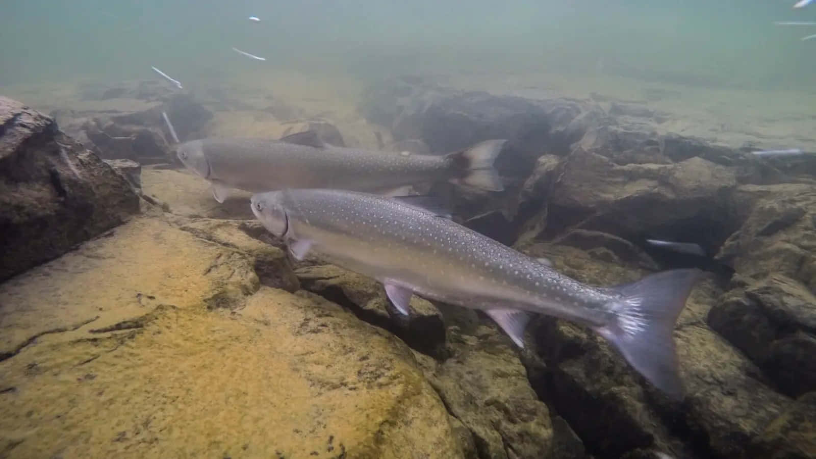 Arctic Char Underwater Scene Wallpaper