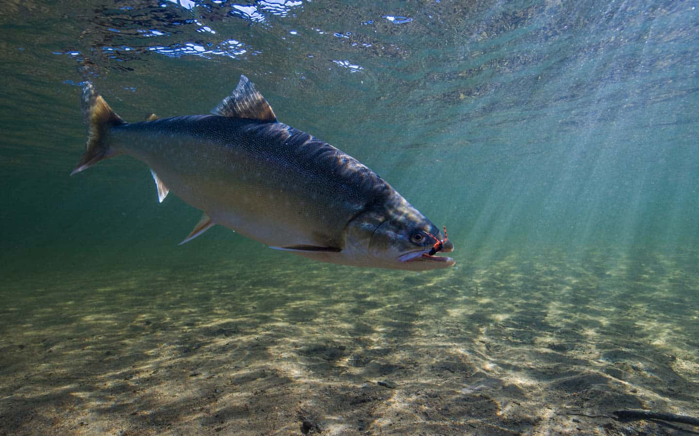 Arctic Char Underwater Swimming.jpg Wallpaper