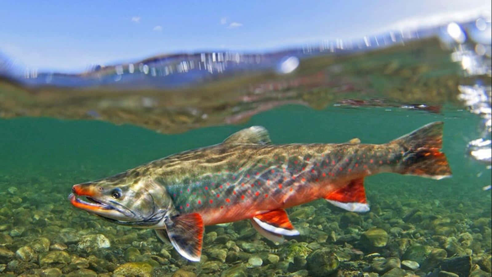 Arctic Char Underwater View.jpg Wallpaper