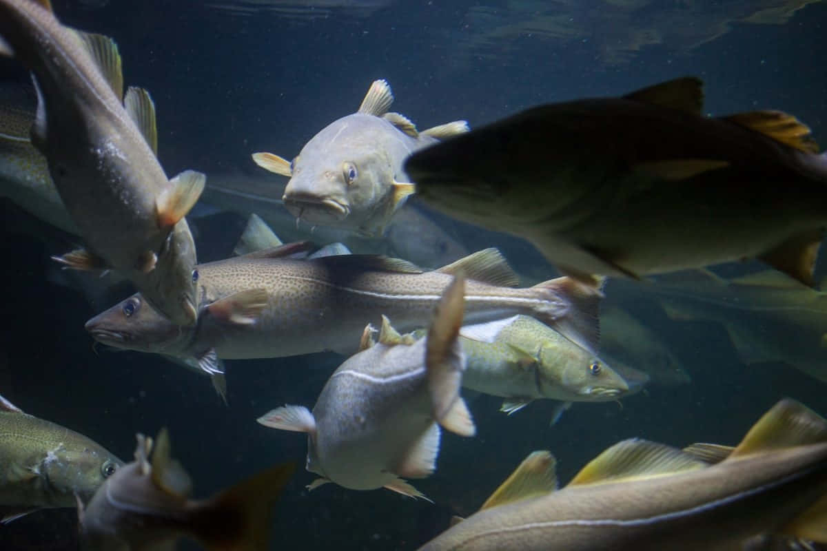 Arctic Cod School Underwater Wallpaper