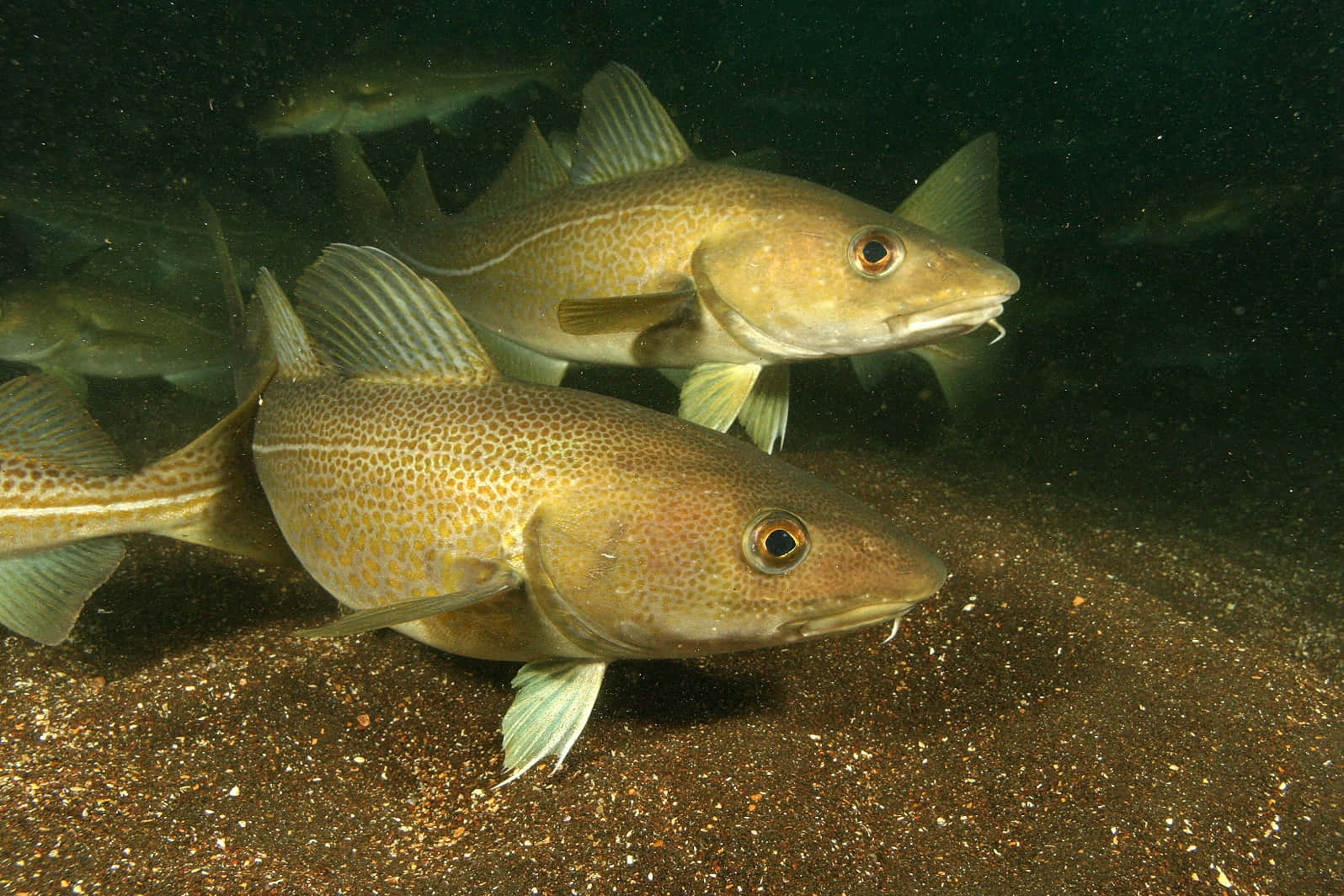 Arctic Cod Swimming Near Seabed.jpg Wallpaper