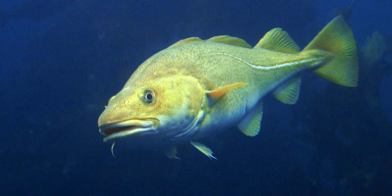 Arctic Cod Swimming Underwater Wallpaper