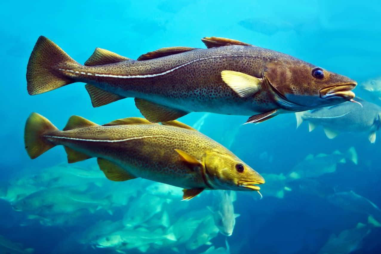 Arctic Cod Swimming Underwater.jpg Wallpaper