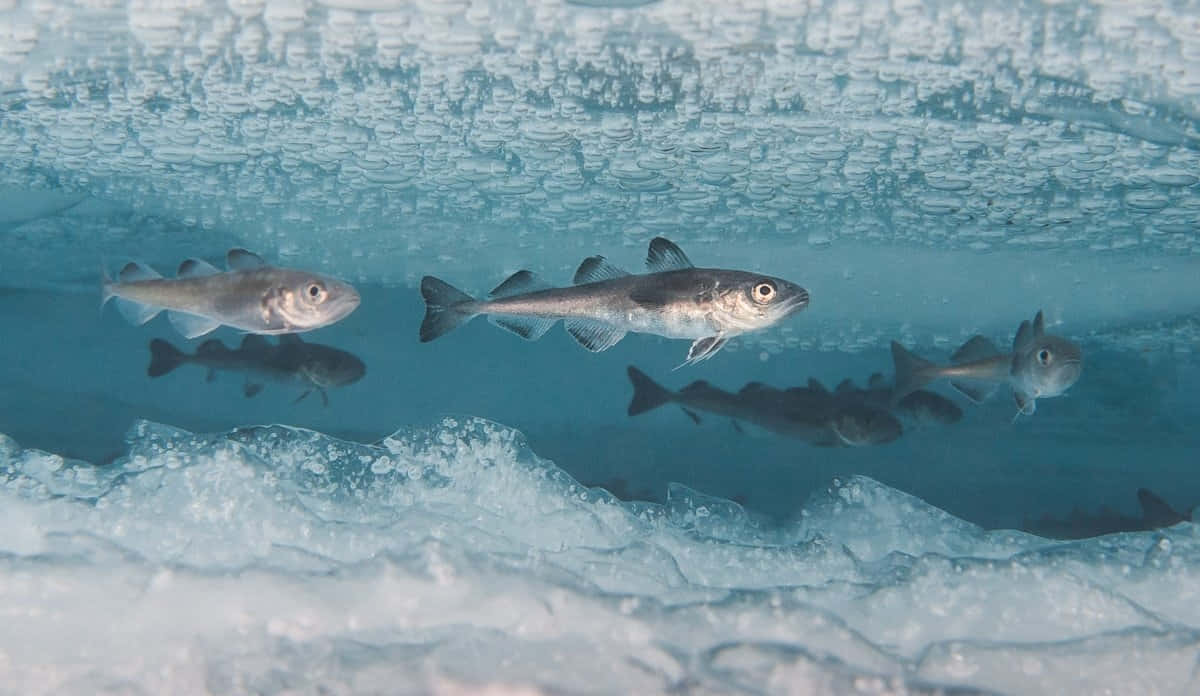 Arctic Cod Under Ice Wallpaper