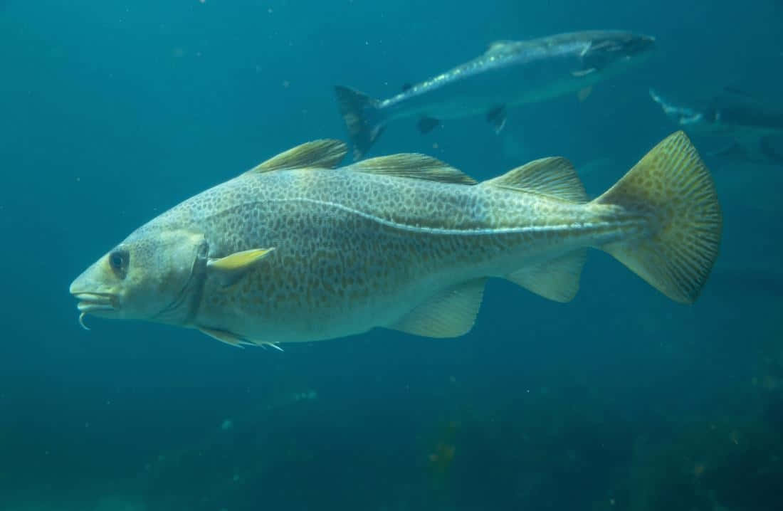 Arctic Cod Underwater Scene Wallpaper