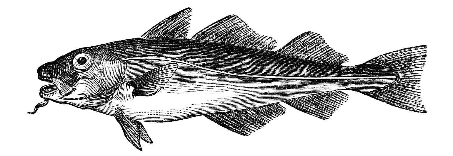 Arctic Cod Vintage Illustration Wallpaper