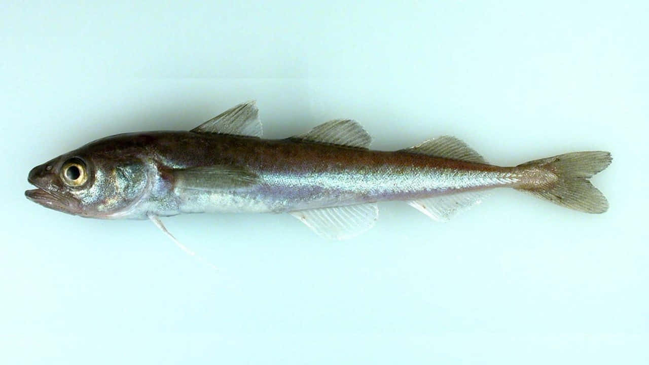 Arctic Cod White Background Wallpaper