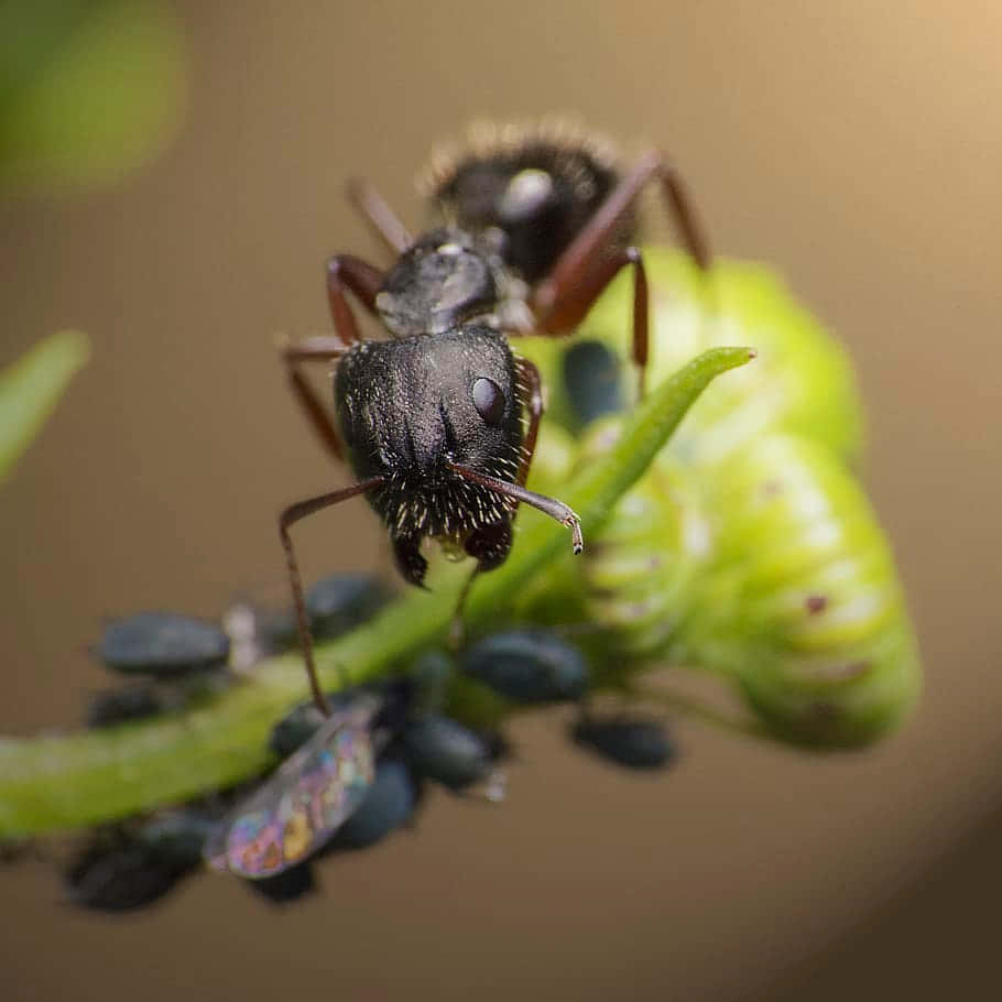 Argentine Ant Closeup Wallpaper