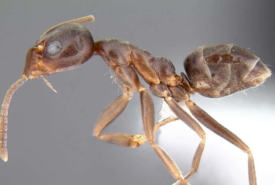 Argentine Ant Closeup Wallpaper