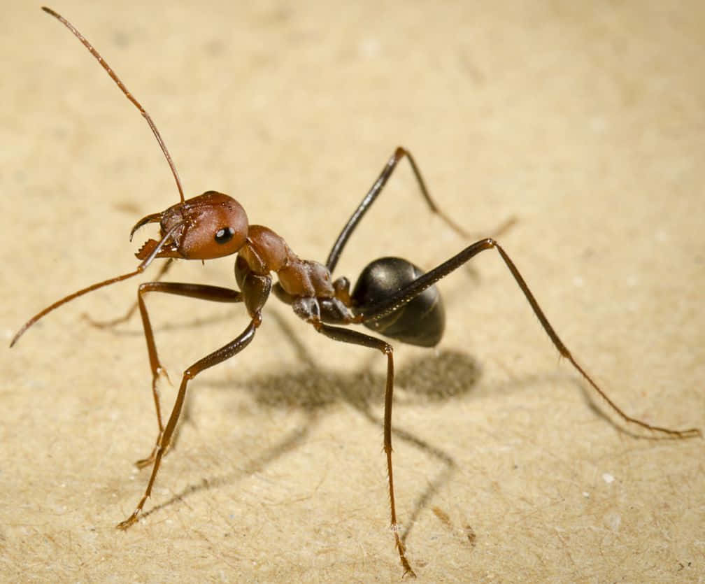 Argentine Ant Closeup Wallpaper