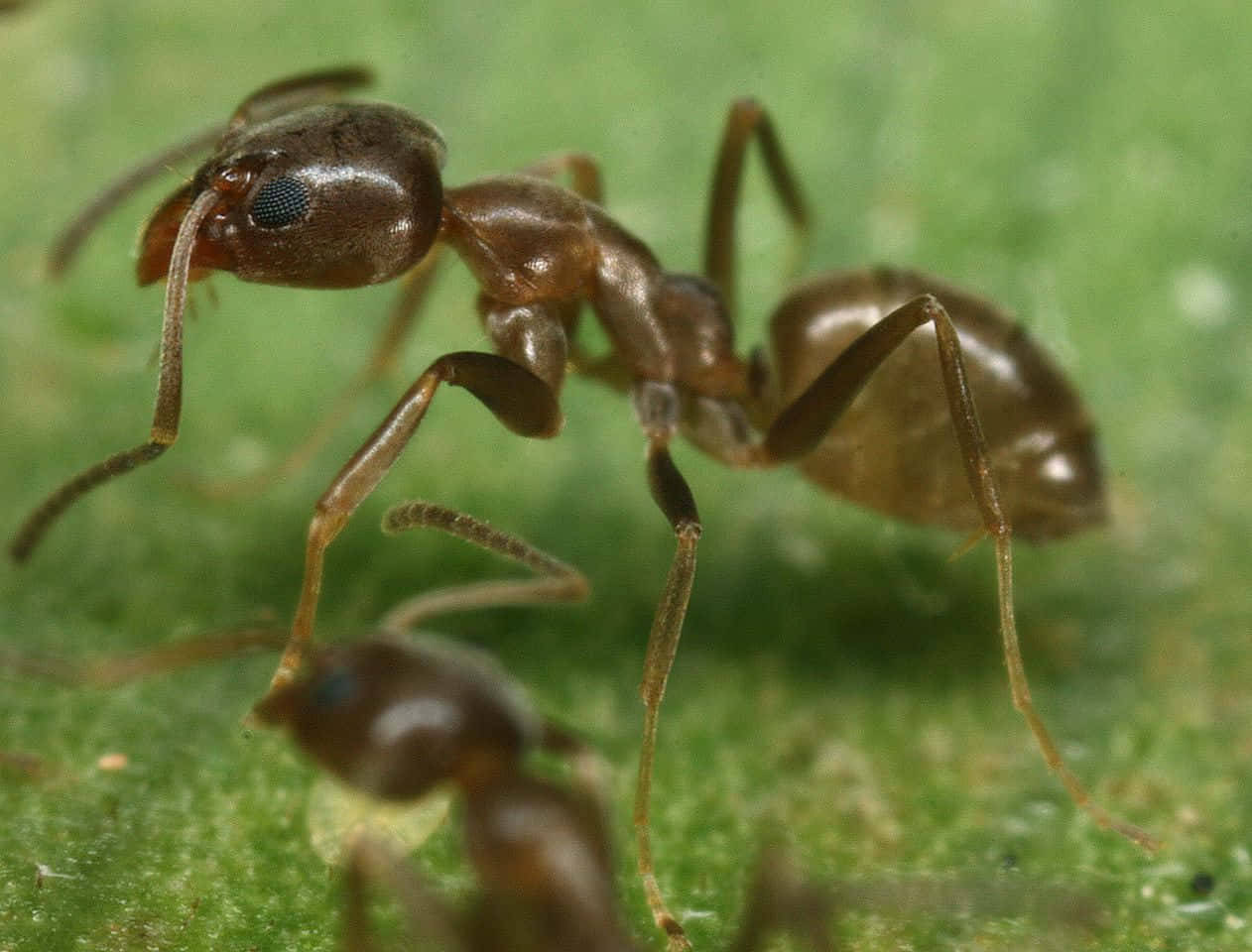 Argentine Ant Closeup Wallpaper