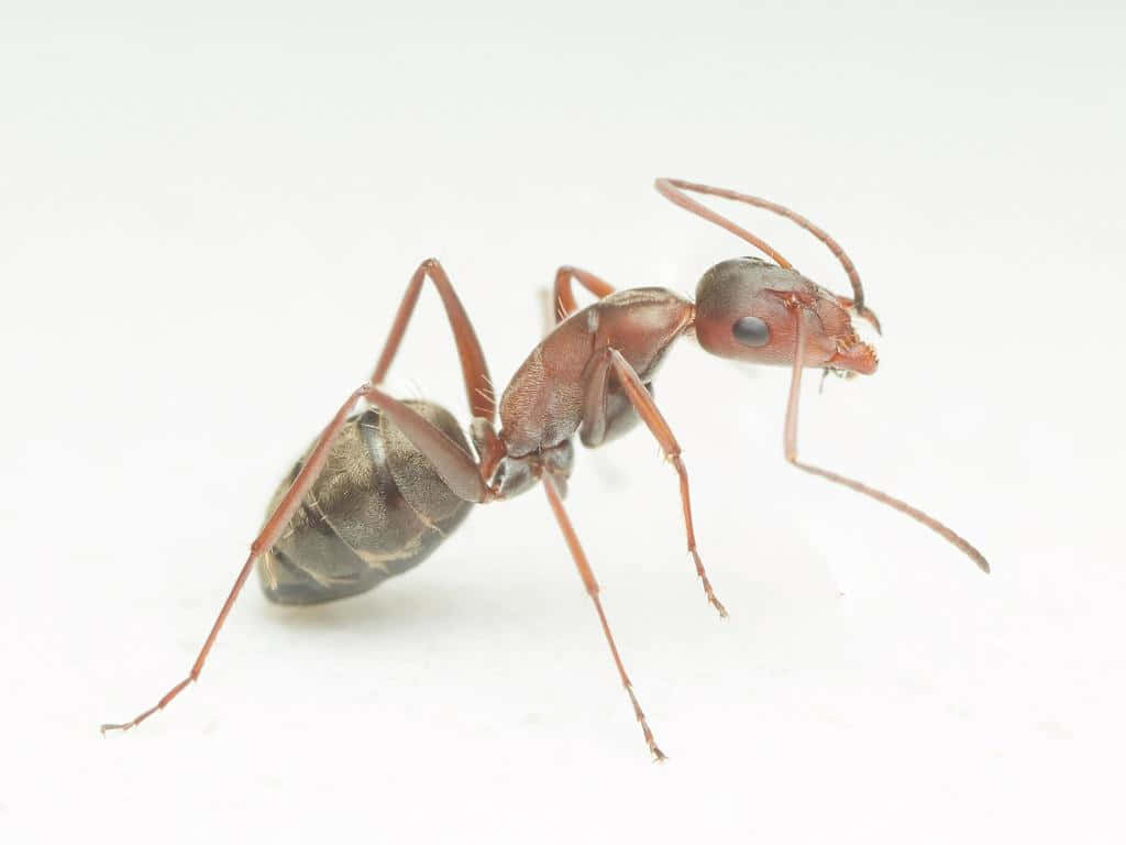 Argentine Ant Closeup Wallpaper