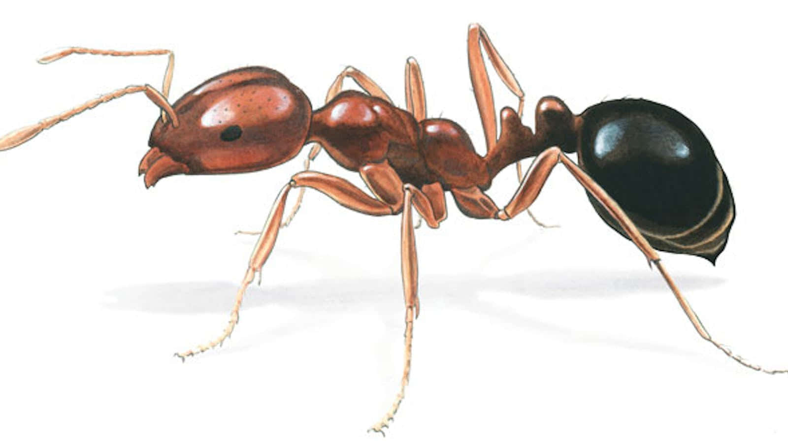 Argentine Ant Illustration Wallpaper