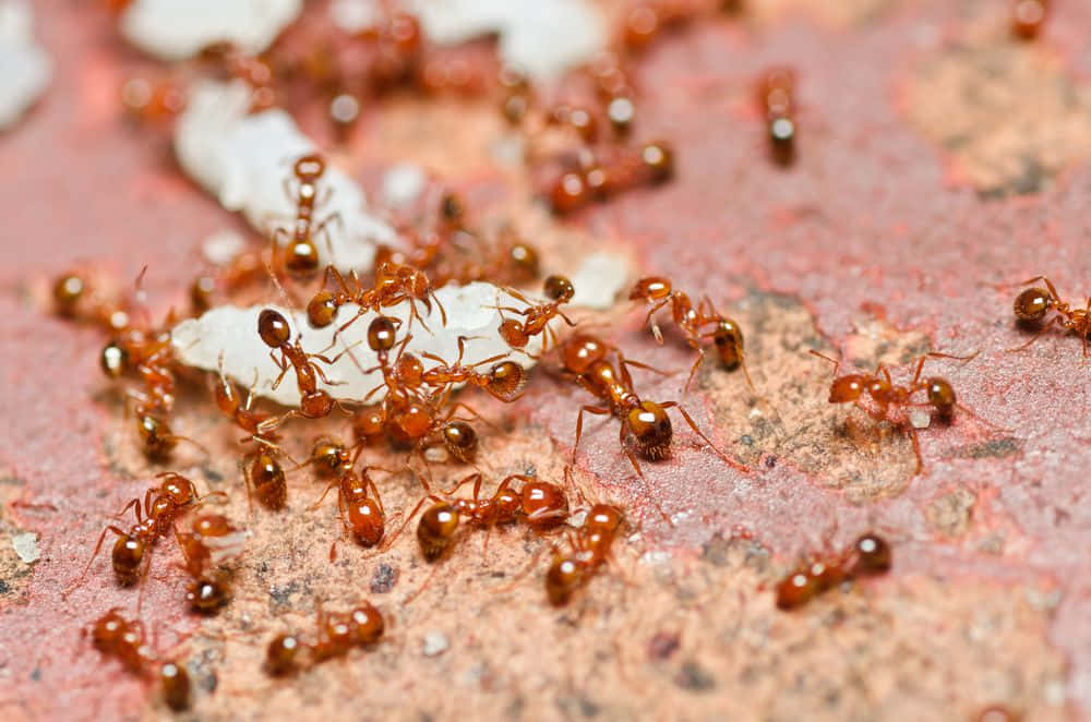 Argentine Ants Feeding Wallpaper