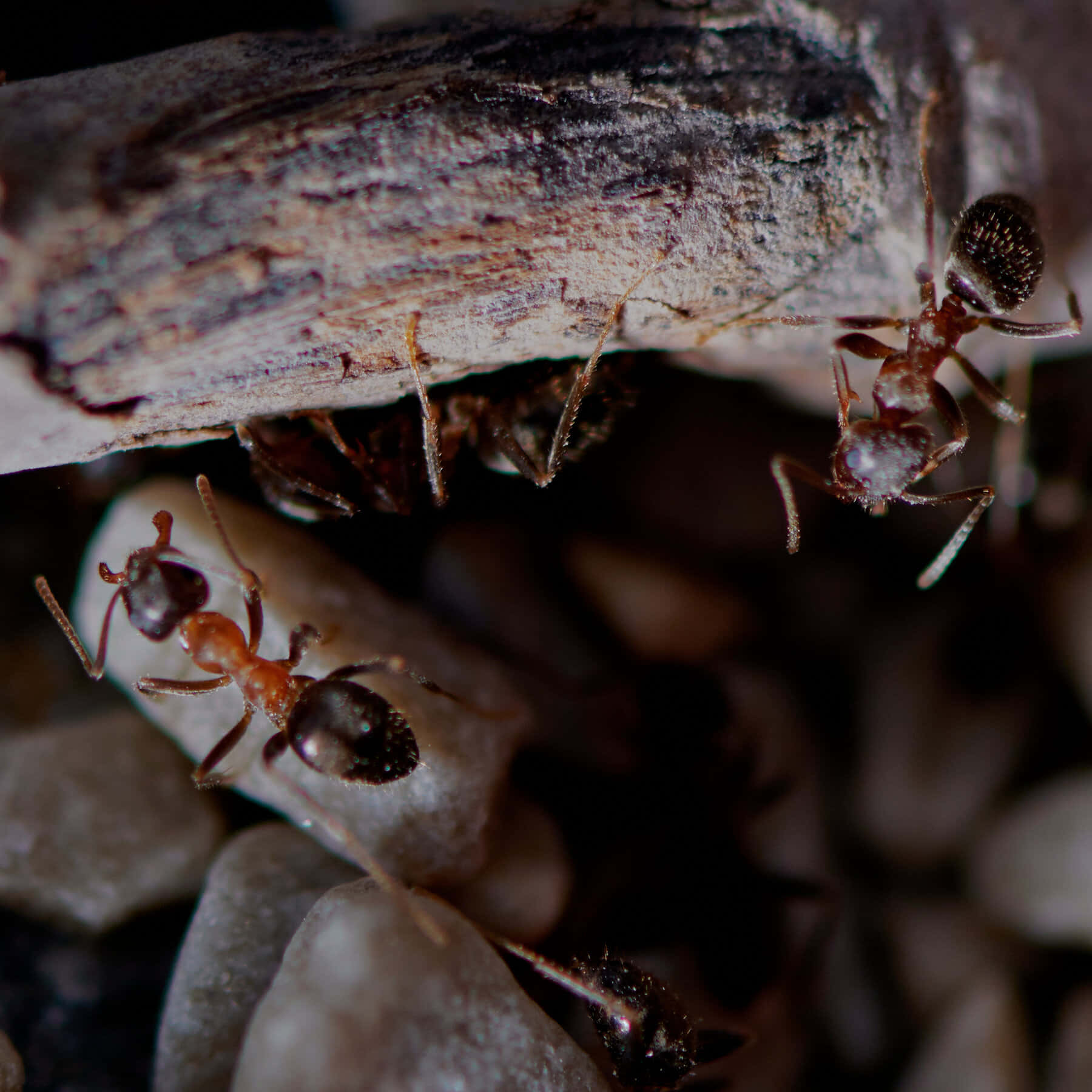 Argentine Ants On Twig Wallpaper