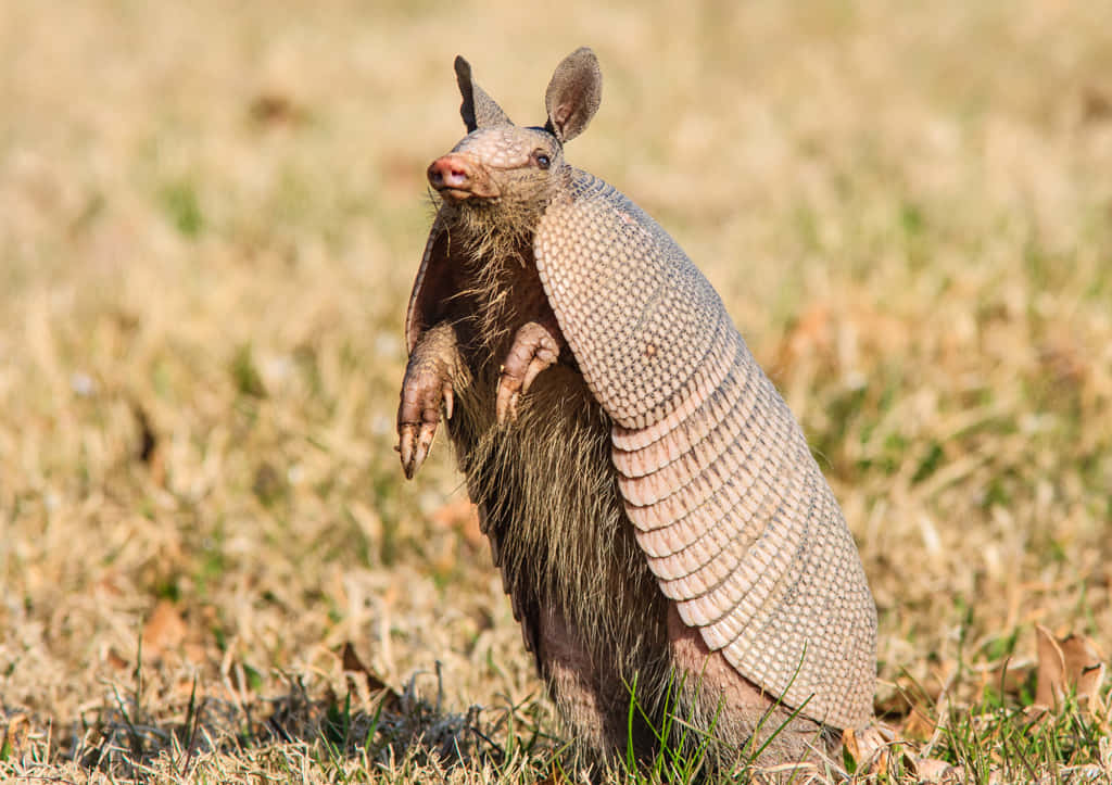 Armadillo Standing Grassy Field Wallpaper